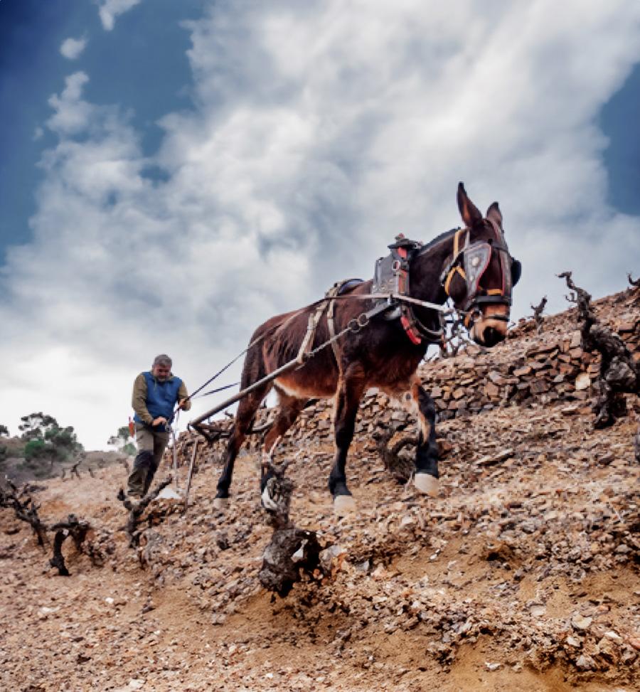 Turisme enològic i enoturisme al Priorat amb Celler Bartolomé