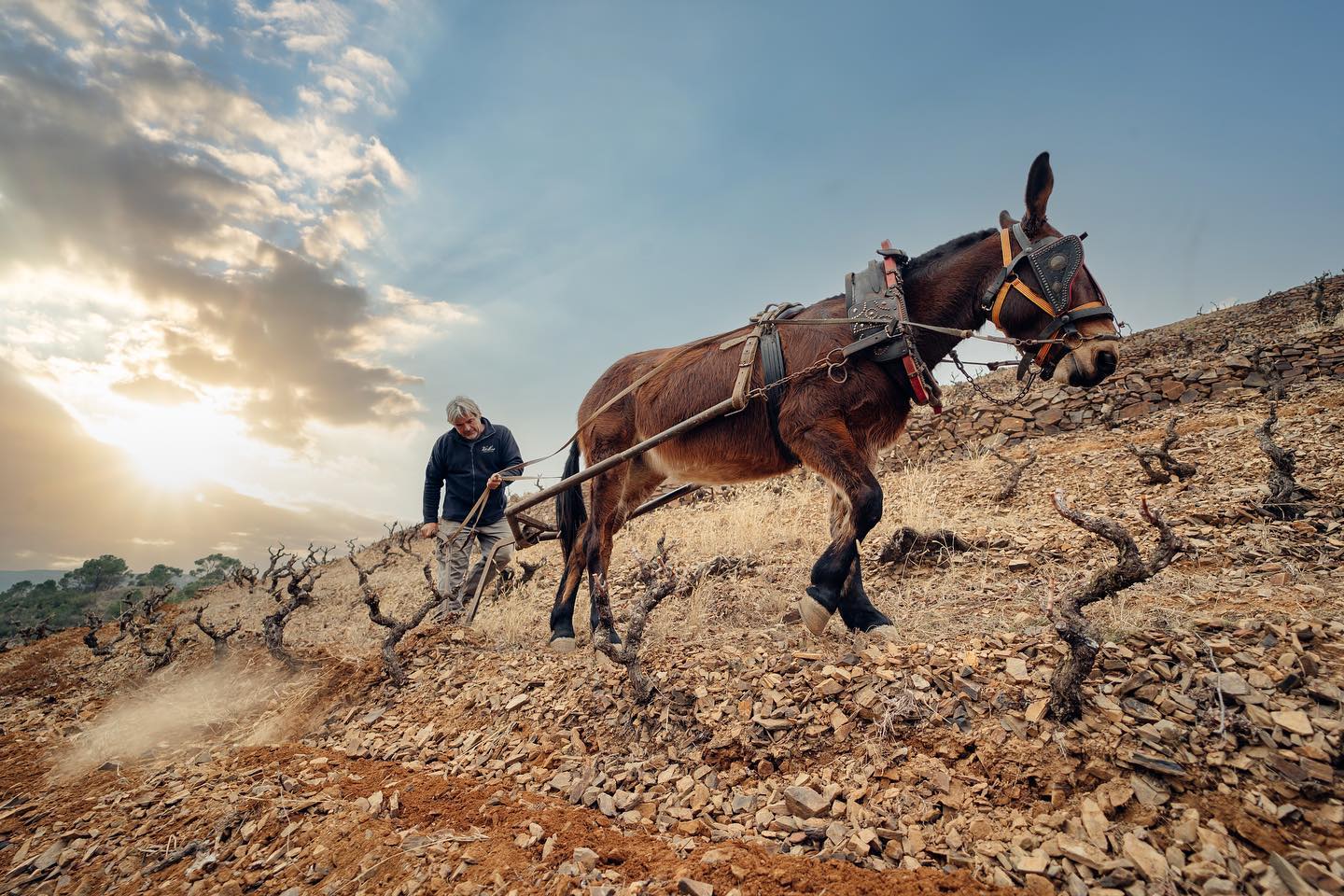 Ruc treballant la terra a Celler Bartolomé, celler tradicional al Priorat