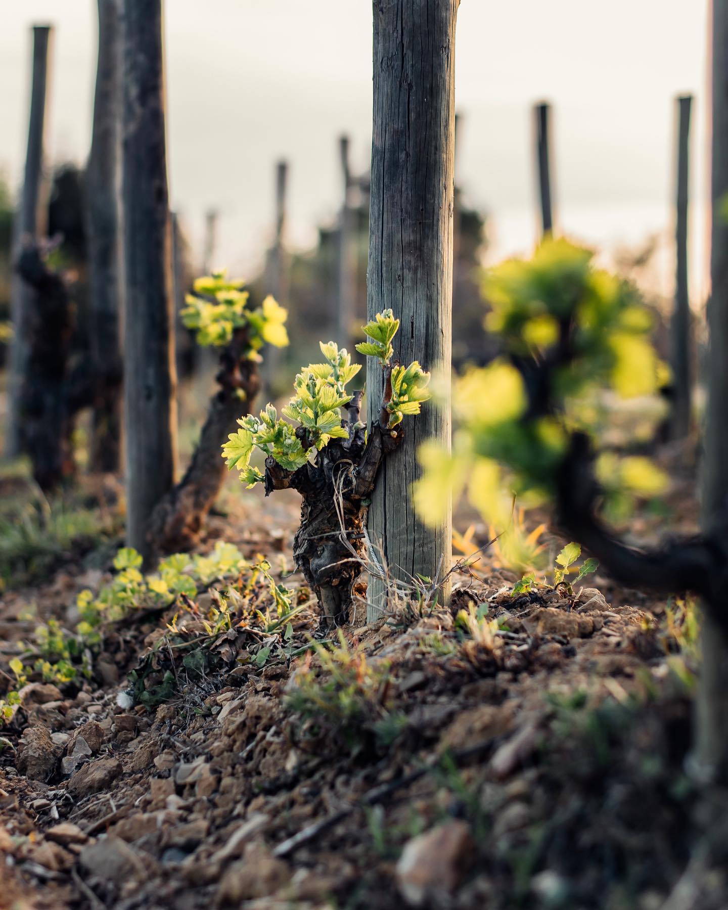 celler bartolome vinya priorat