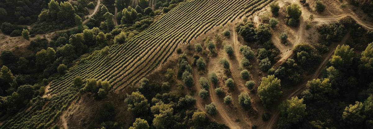 lesvinyesdel priorat